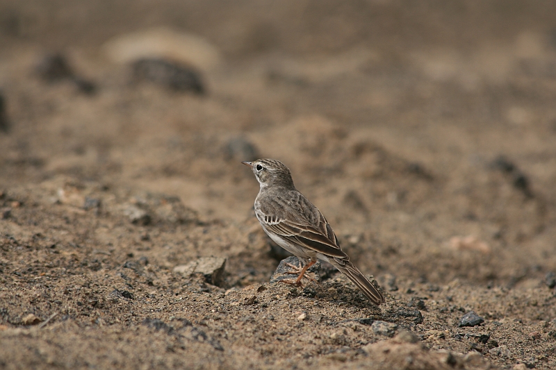 Kanary_2010 091